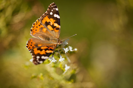 Painted Lady Butterfly