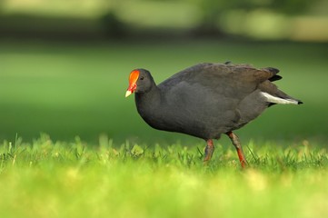 Red-fronted Coot (Fulica rufifrons), Australia, Oceania