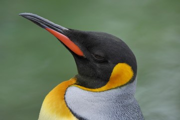 King Penguin, Aptenodytes patagonicus
