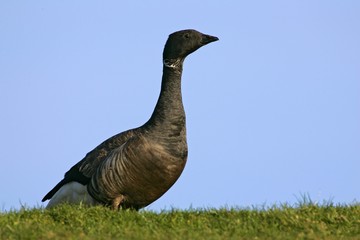 Watchful brent goose standig at the top of the dike (Branta bernicla)