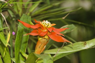 Guzmania (Bromelioideae), Guayaquil, Guayas Province, Ecuador, South America