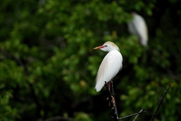 Cattle Egret (Bubulcus ibis), Rio Ochos, Jamaica, Caribbean, Central America