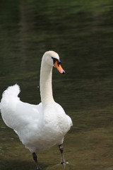 swan