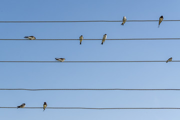 flock of swallows on wires