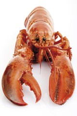A whole boiled lobster