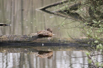 duck