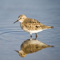 Baird's Sandpiper (Calidris bairdii), Laguna de Chaxa, Atacama desert, Antofagasta region, Chile, South America