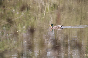 mallard