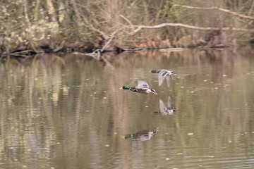 mallard