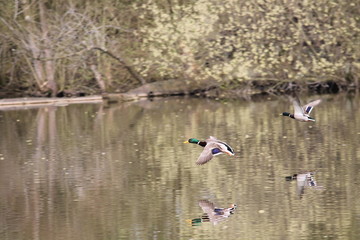 common duck