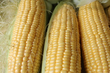 corns