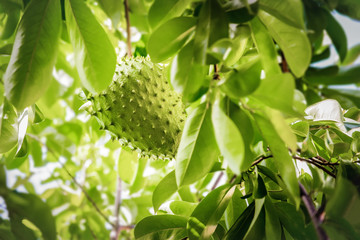 Soursop fruit on the tree whole growing Caribbean Trinidad and Tobago anti-cancer medicinal...