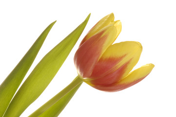 Tulips (tulipa)