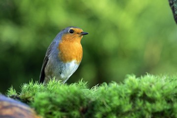 Robin - european robin - robin redbreast (Erithacus rubecula)