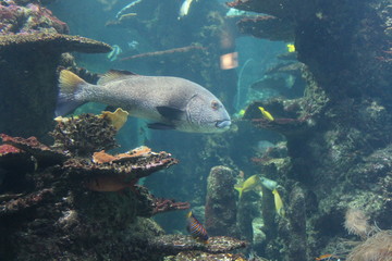 Fototapeta premium nausicaa