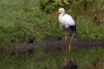 White Stork (Ciconia ciconia), Adebar