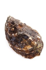 Oyster from the Island of Sylt, North Sea, Germany, Europe