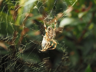 Spinne im Netz Nahaufnahme