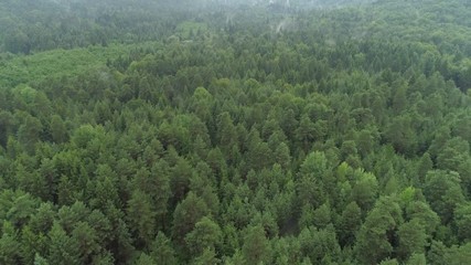 TREETOPS SCARICARE