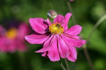 Fototapeta premium Flowering japanese anemone cultivar Prinz Heinrich (Anemone-Japonica-Hybride Prinz Heinrich)