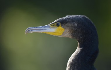 Great Cormorant or Great Black Cormorant (Phalacrocorax carbo), Stuttgart, Baden-Wuerttemberg, Germany, Europe