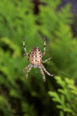 Cross spider - spiderweb - cross orbweaver - european garden spider (Araneus diadematus)