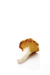 Chanterelle