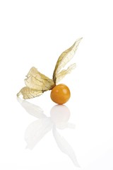 Groundcherry, Ground Cherry (Physalis)