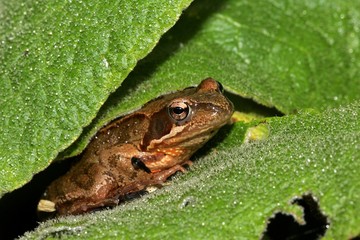 Common frog hiding between leaves - grass frog (Rana temporaria)