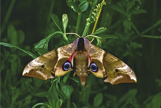 Eyed Hawk-Moth, Smerinthus ocellata