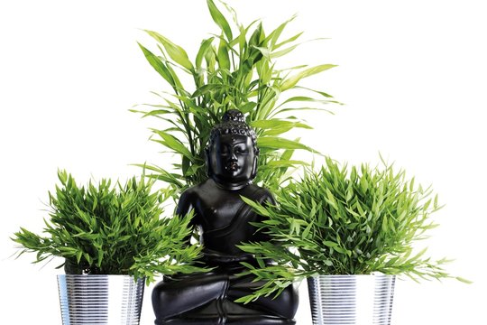 Lucky Bamboo (Dracaena sanderiana) in front of a black Buddha statue