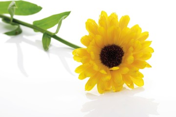 English - or Pot Marigold (Calendula officinalis)