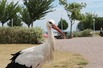 white stork