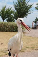 white stork