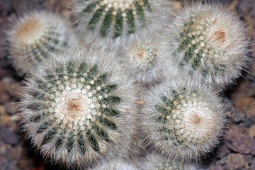 Cactus - cactuses (Parodia scopa ssp. marchesiii) (Notocactus scopa)