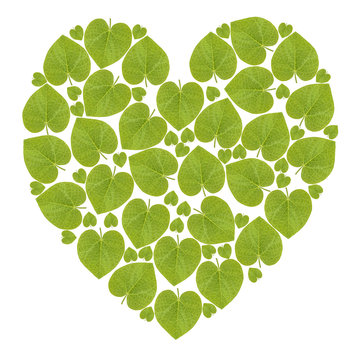  ivy leaf (heart figure) 