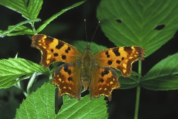 Comma (Polygonia c-album)