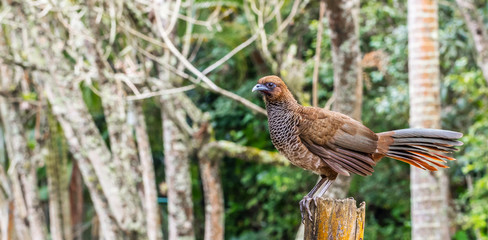 Aracuã. (Ortalis guttata)
