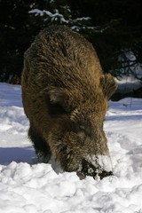 Wild boar in snowcovered winterforest - female - sow (Sus scrofa)