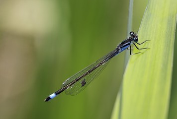 Blue-tailed Damselfly, Ischnura elegans, parasites on wings