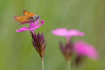 Small Skipper (Thymelicus sylvestris)