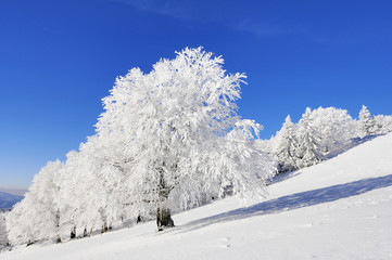 European Beech, Fagus sylvatica on the Schauinsland, South Black Forest, Baden-Wuerttemberg, Germany, Europe