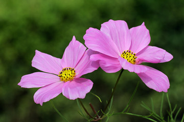 Fototapeta premium Flowering Mexican Aster - Garden Cosmos (Cosmos bipinnatus)
