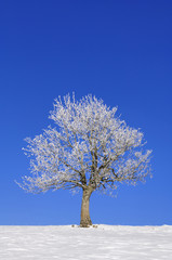 Obraz premium European Beech, Fagus sylvatica