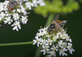 Hoverfly (Syrphidae) on flowers of hogweed or cow parsnip (Heracleum sp.)