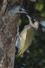 Green Woodpecker (Picus viridis), male feeding young