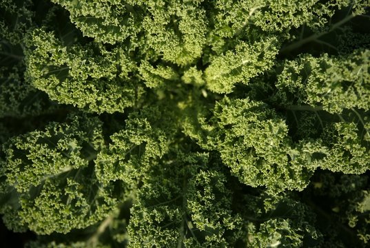 Kale or Borecole (Brassica oleracea convar. acephala var. sabellica)