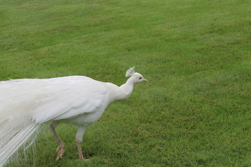 white peacock