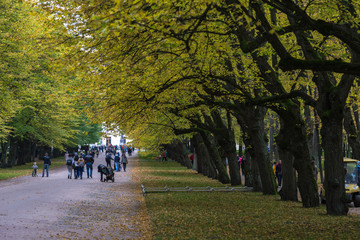 The alley between trees in the park