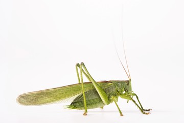 Great Green Bush Cricket (Tettigonia viridissima)